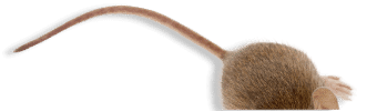 coda di un topo