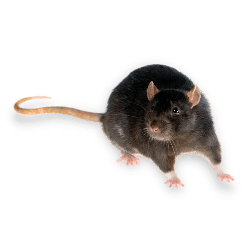 Immagine Ratto Nero Nella Città di Civitella in Val di Chiana
