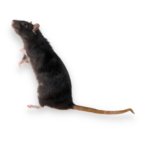 Immagine Ravvicinata di un  Ratto Nero a Siano