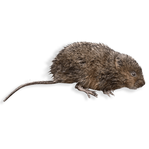 Foto Ravvicinata di un Ratto d'Acqua a Terranuova Bracciolini
