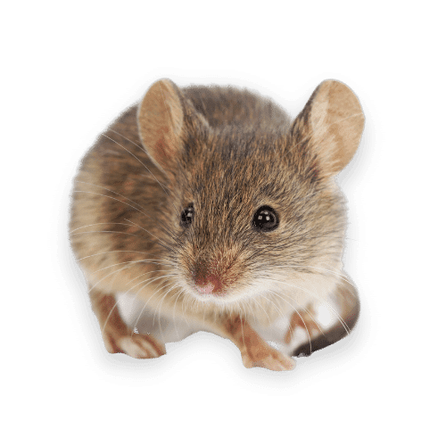 Immagine Ratto Domestico Nella Città di Civitella in Val di Chiana