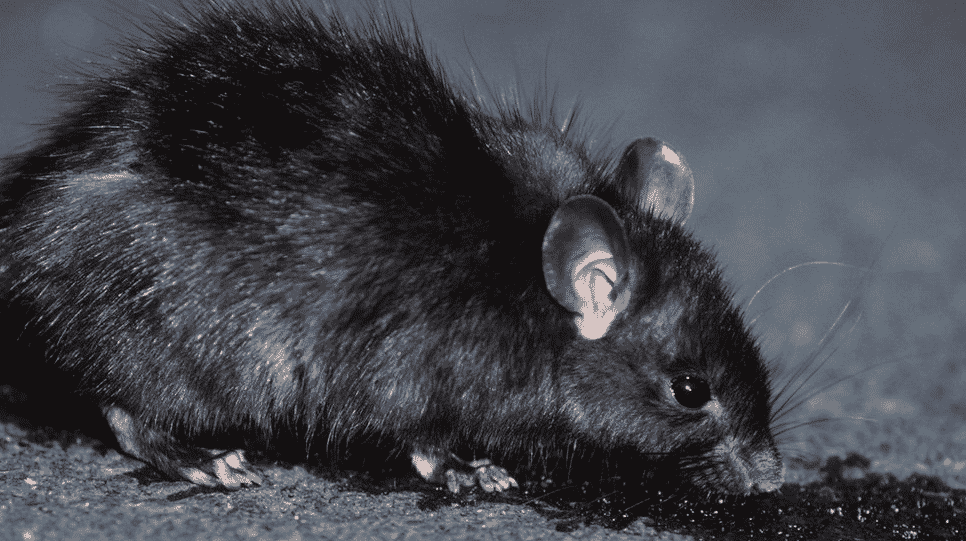 ratto nero