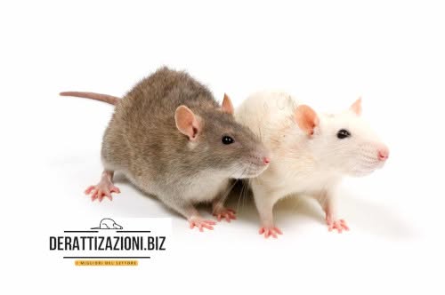 derattizzazioni-copertina