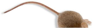 coda di un topo